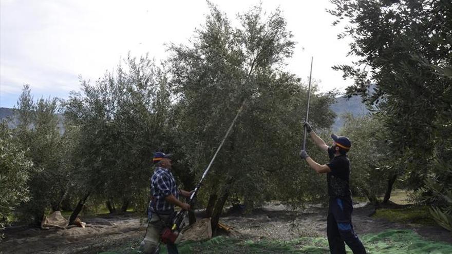 La cosecha de aceite se dispara y supera ya las 320.000 toneladas