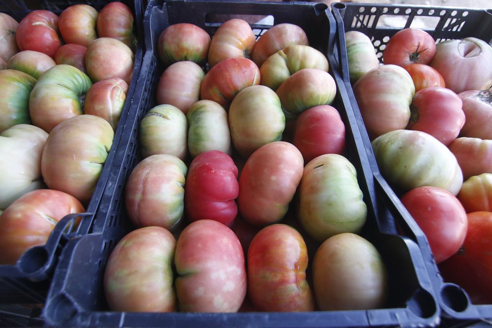 Tomate rosa de Alcolea, la joya de la huerta cordobesa