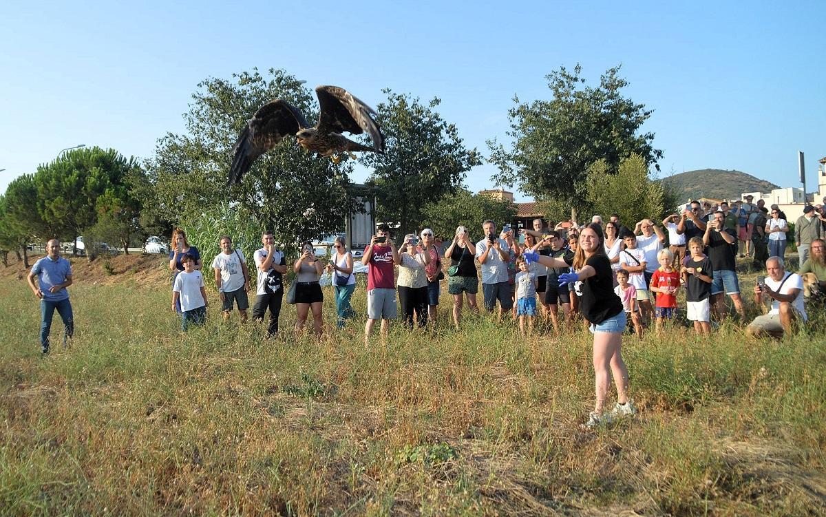 Retorn a la natura d'un aligot recuperat pel Centre de Fauna dels Aiguamolls