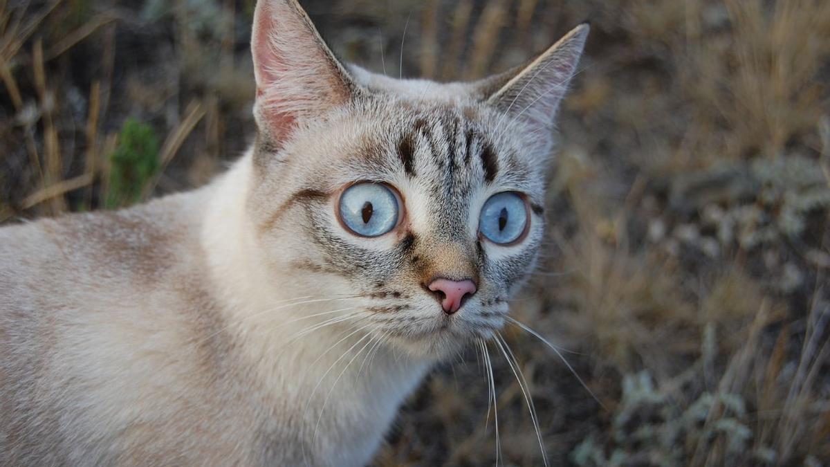 Los gatos se estresan por cosas inesperadas.
