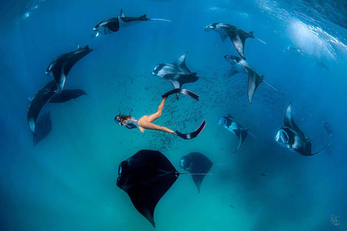 Muntanet, nedant entre taurons manta.