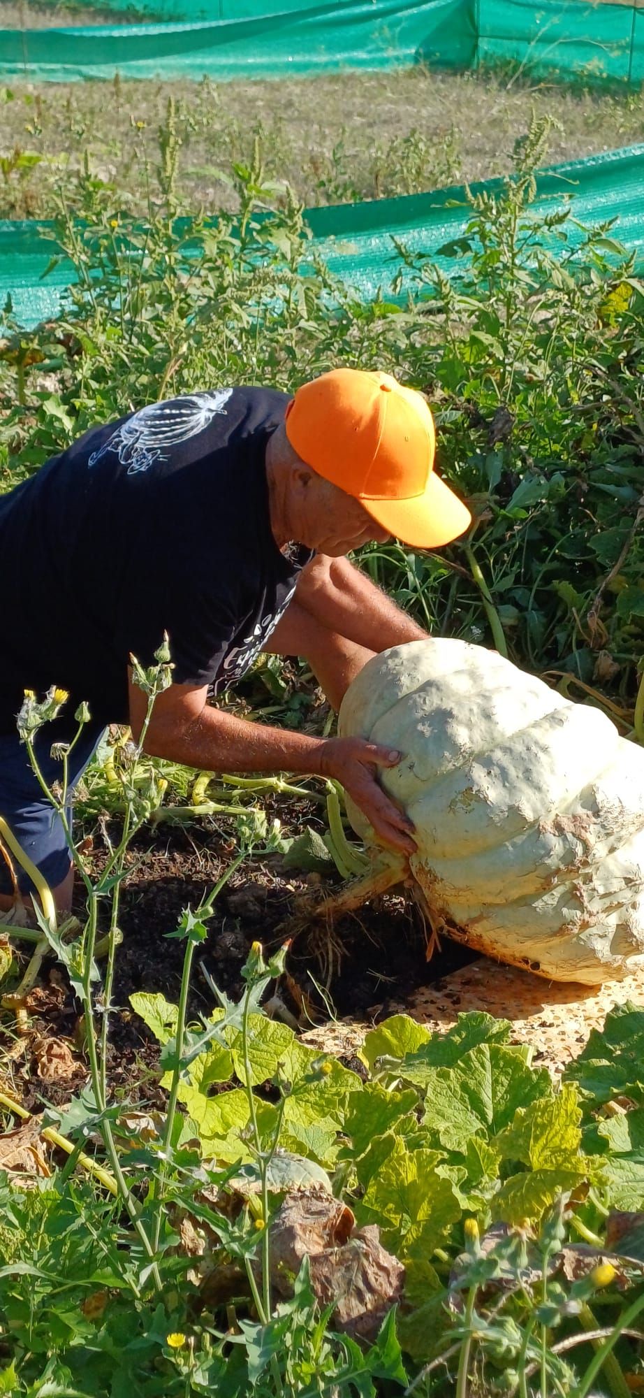 FOTOS | Muro recoge las calabazas sembradas en la finca experimental