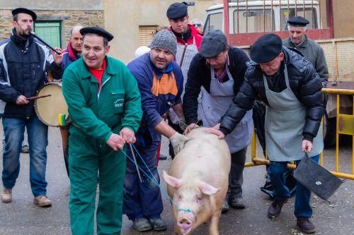 Matanza del cerdo en Tábara