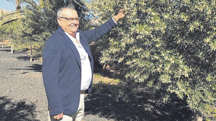 Luis Hernández junto a sus olivos en la finca de Teguerey, en el municipio sureño de Tuineje. |