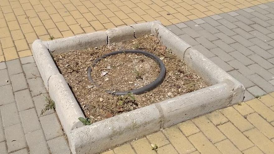 Árboles plantados al estilo Fosbury en Málaga