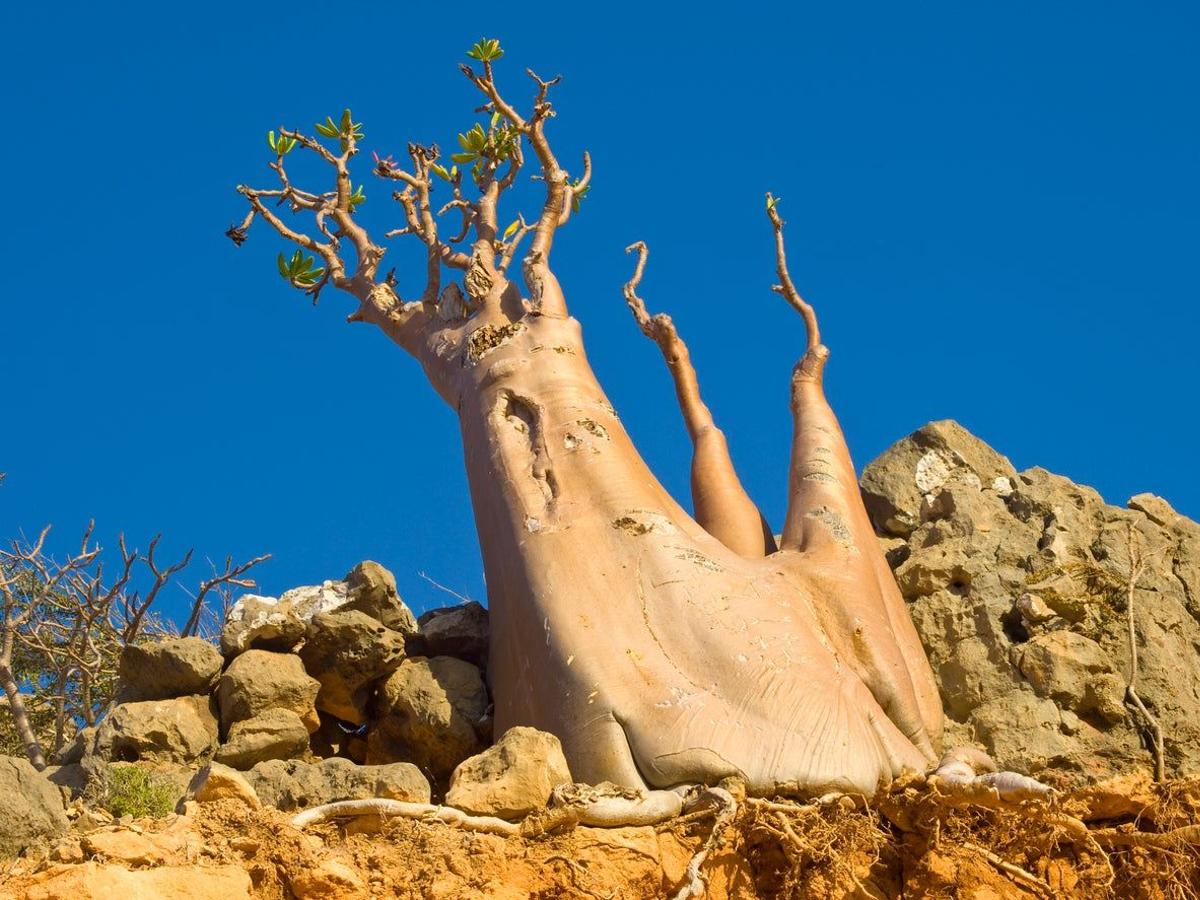 Socotra