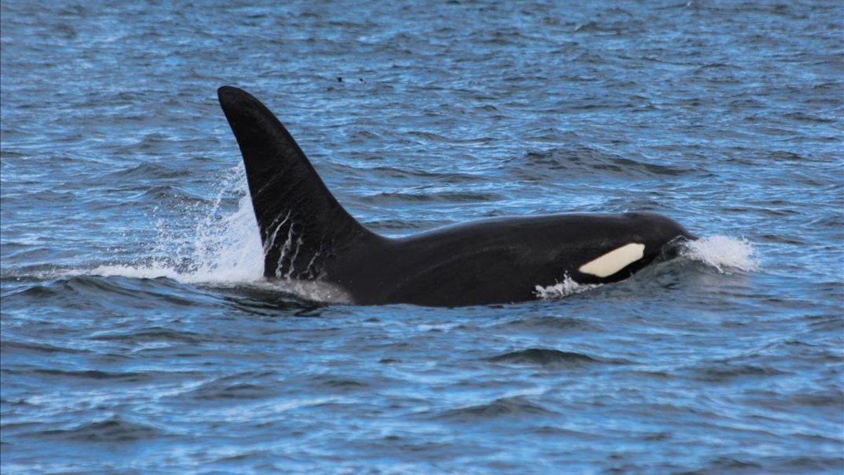 ¿Se están &#039;vengando&#039; las orcas que dañan a veleros en la costa gallega?