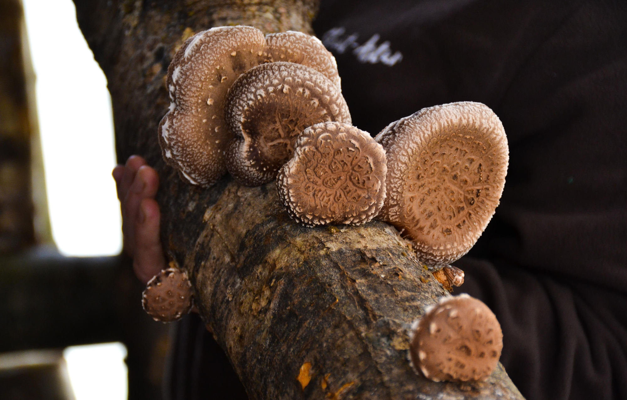 Algunas de las setas shiitake que ya está produciendo María Monge en su finca de Pando, en Belmonte de Miranda.