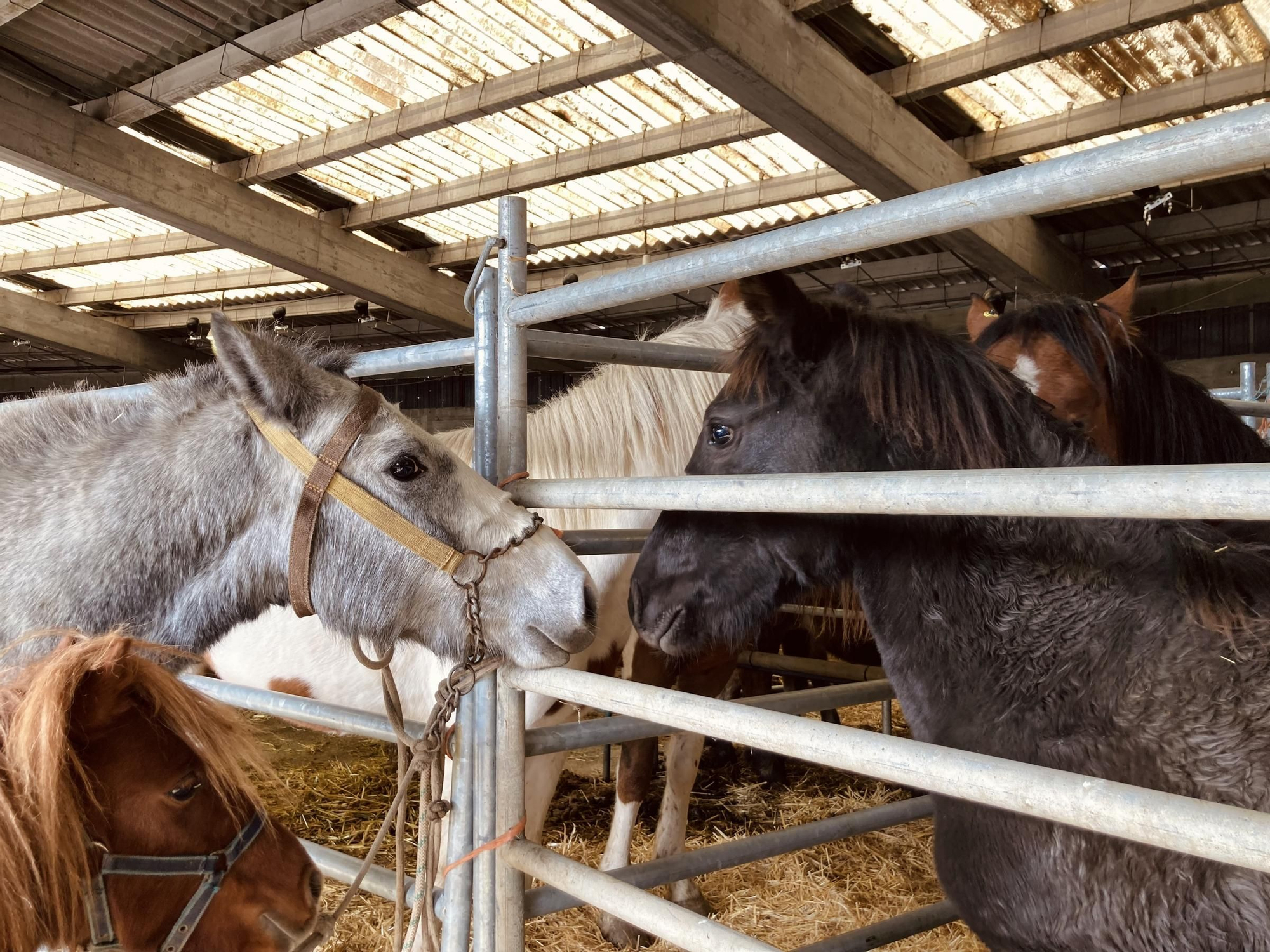 Buenos tratos y ejemplares en la multitudinaria feria equina de San Simón, en Grado