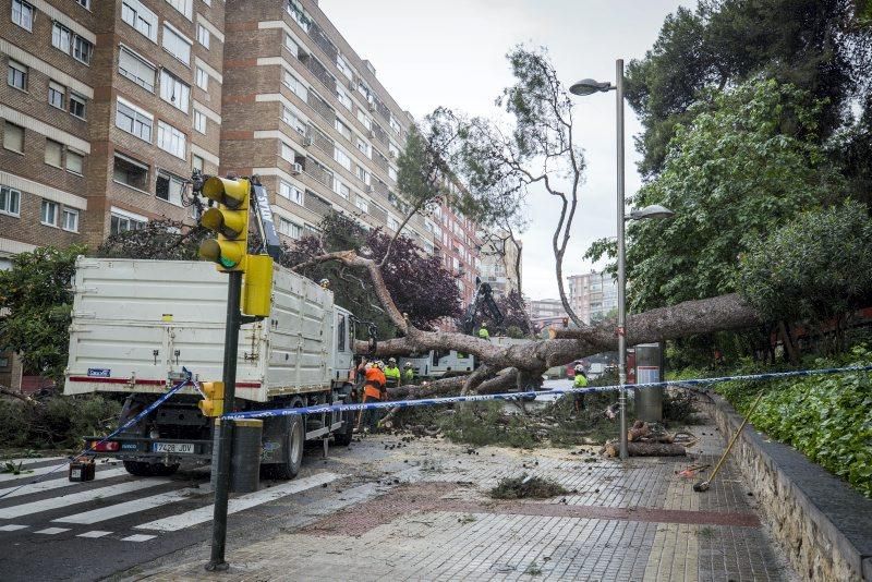 Imágenes de la caída de un árbol en la Calle Rioja