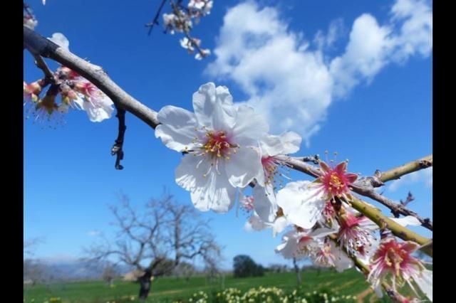 Mandelblüte auf Mallorca