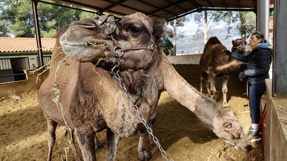 Los camellos de los Reyes Magos descansan en Alcoy