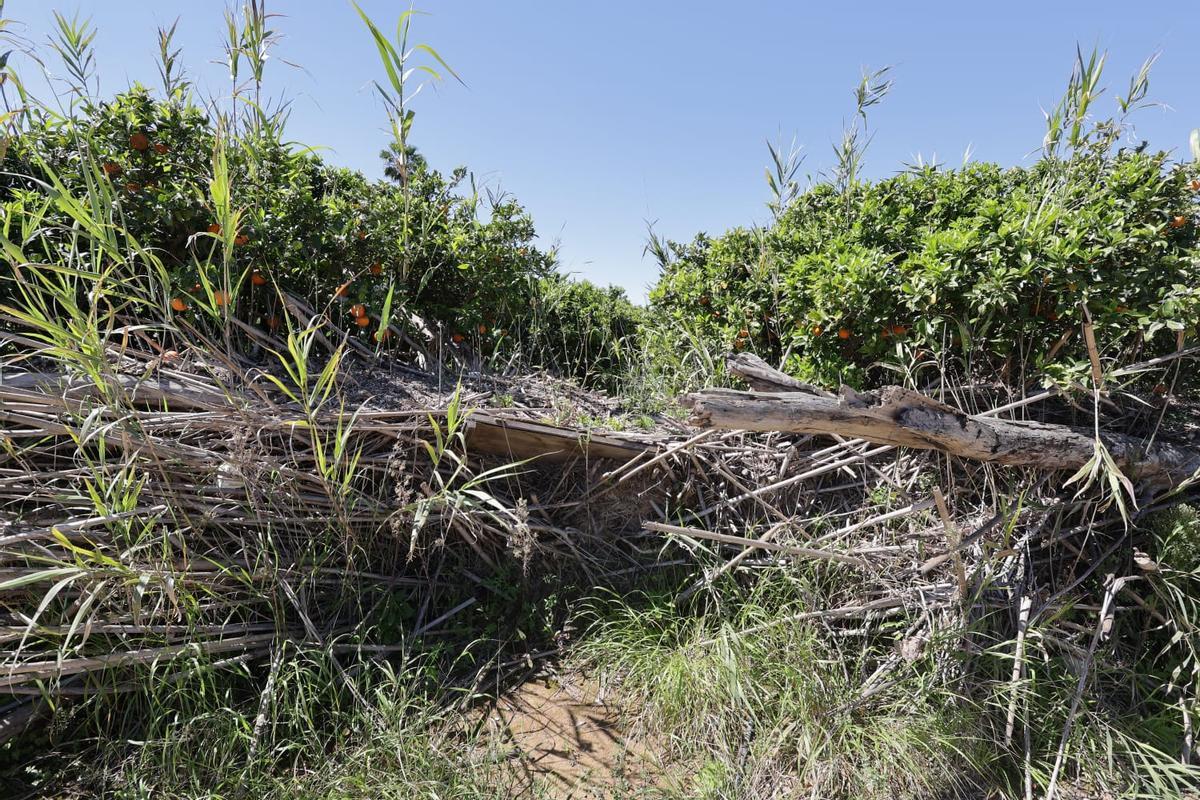 Campo de cítricos junto al río Magro donde aún se acumulan cañas secas arrastradas por la dana.