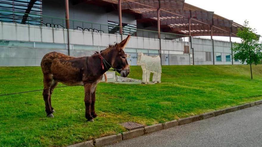 El burro, ayer, amarrado junto a &quot;La vaca ecológica&quot; de Cuco Suárez.