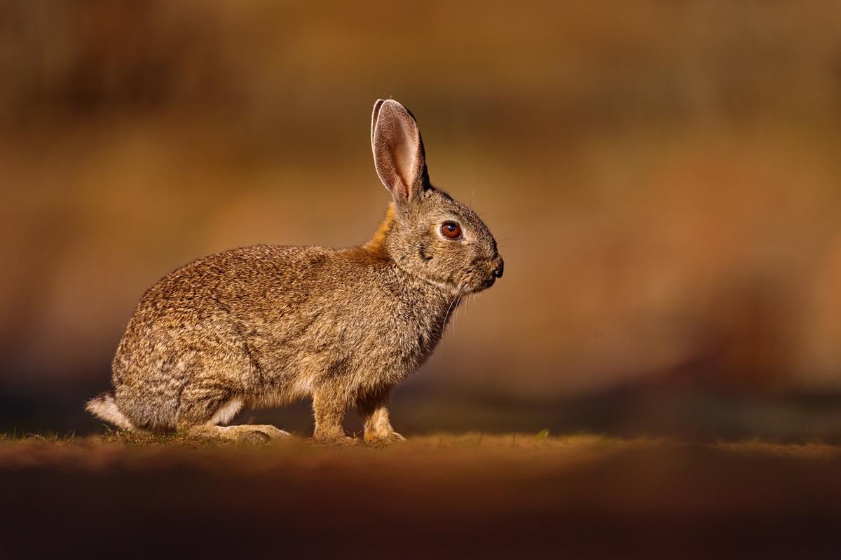 Ejemplar de conejo ibérico, exclusivo de la Península