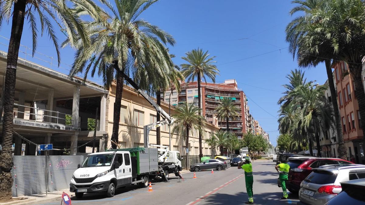 Revisión de palmeras en la avenida de la República Argentina de Gandia.