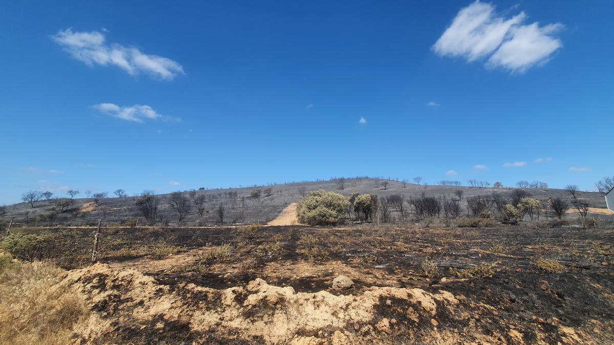 Un campo quemado por el fuego iniciado en Losacio.