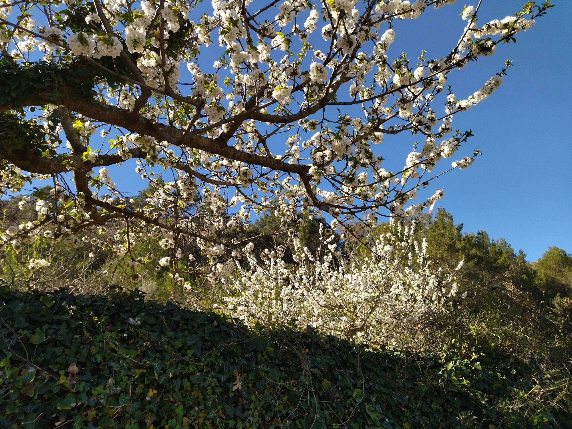 El "Hanami" valenciano: ya florecen los cerezos en la Vall de Laguar