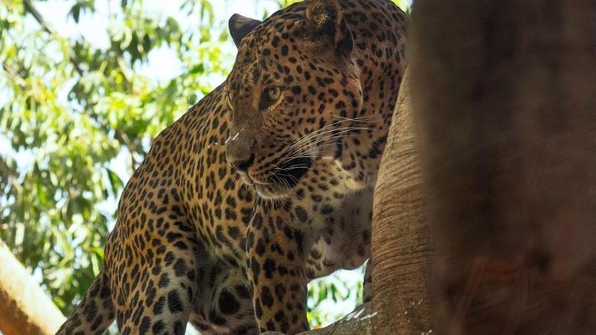 Tissa, el leopardo de Sri Lanka que vive en Bioparc Fuengirola.