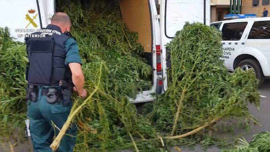 Incautados 983 kilos de plantas de marihuana en campos de Huesca