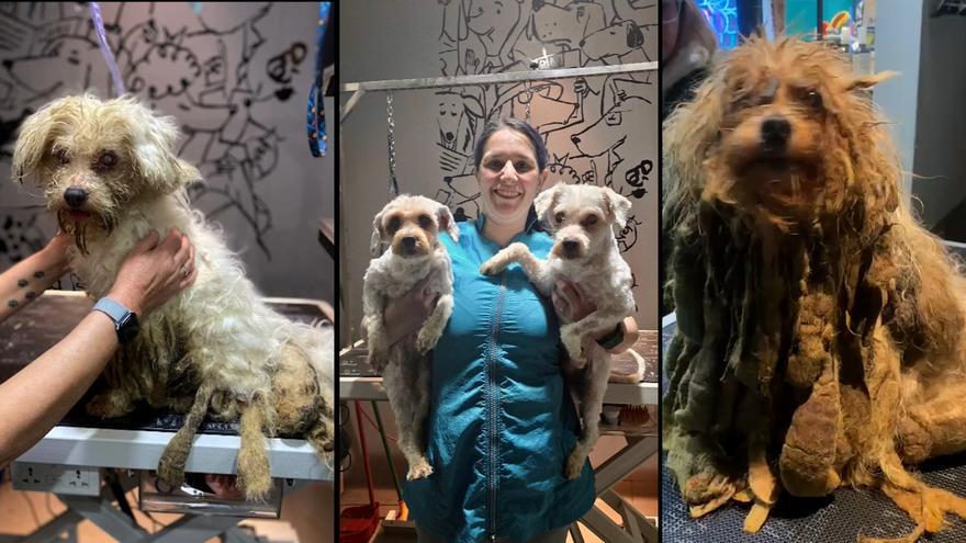El antes y el después de &quot;Ramos&quot; y &quot;Susita&quot;: dos de los once perros rescatados en el piso de la mujer fallecida en La Corredoria comienzan su recuperación