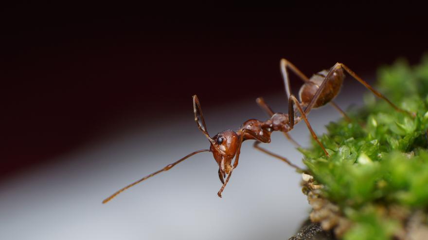 Todo sobre el fascinante orden social de las hormigas, esta tarde