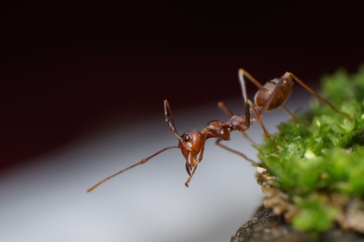 Imagen de una hormiga.