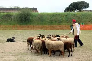 El diumenge a la 42a Fira Comarcal de Primavera de Campllong