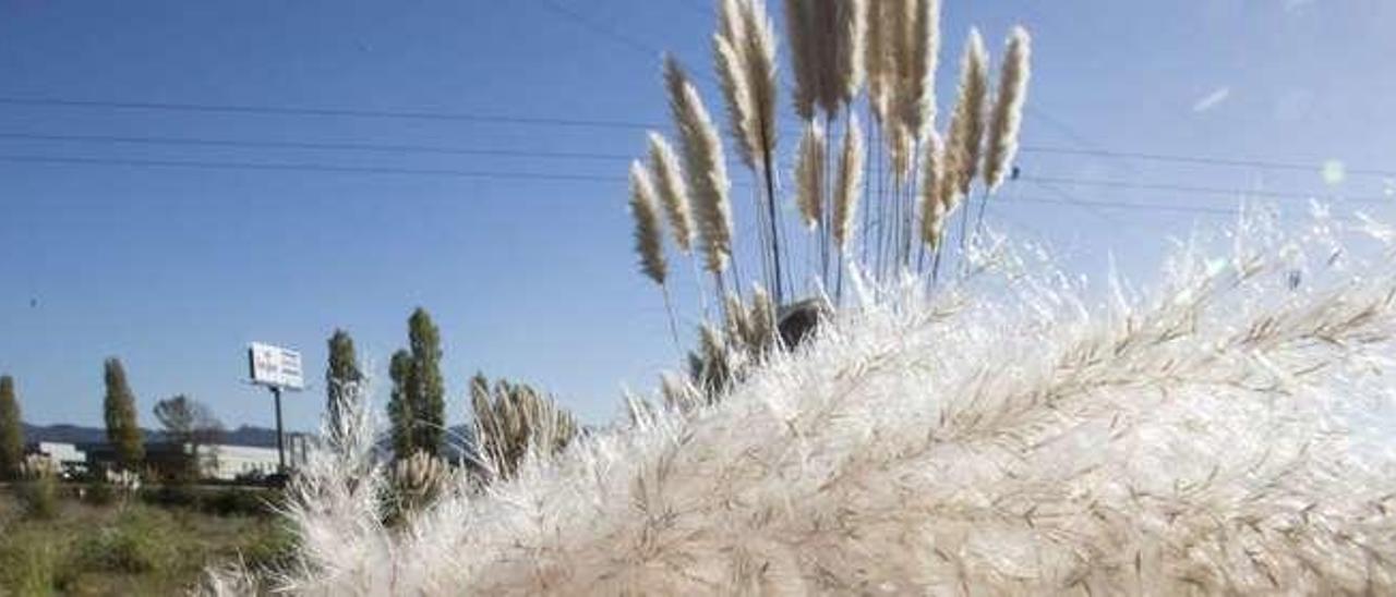 Las flores de una planta de Cortaderia Selloana en el polígono de Bobes (Siero).