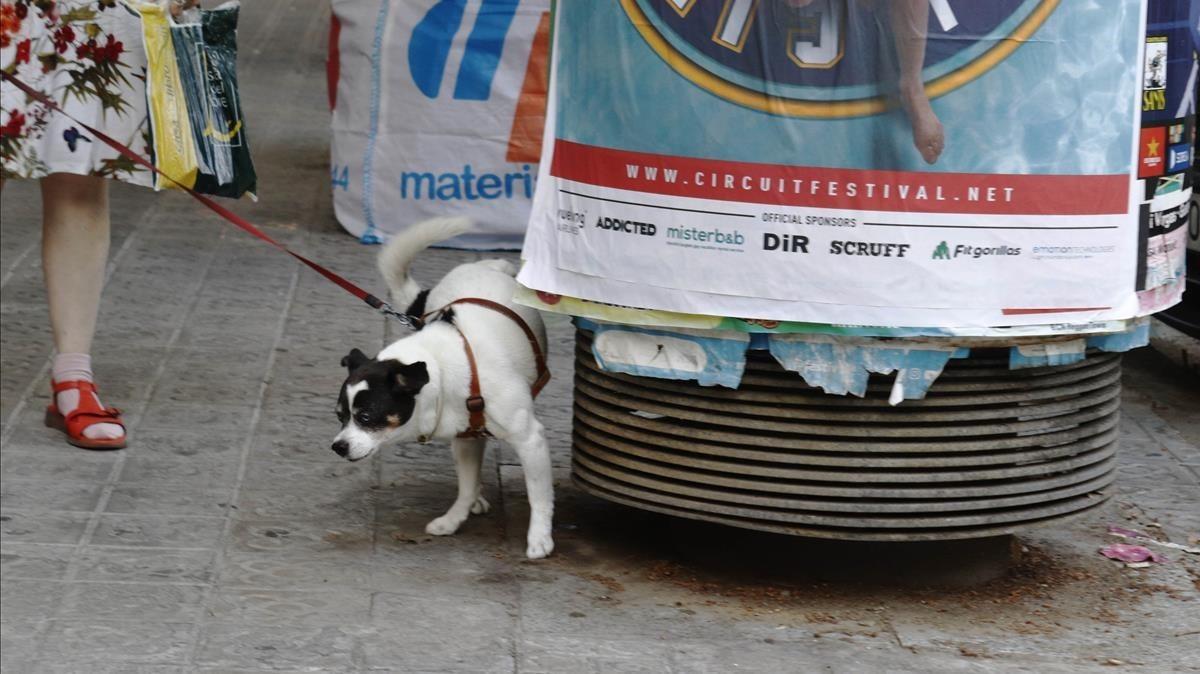 Un perro orina en un pirulí.