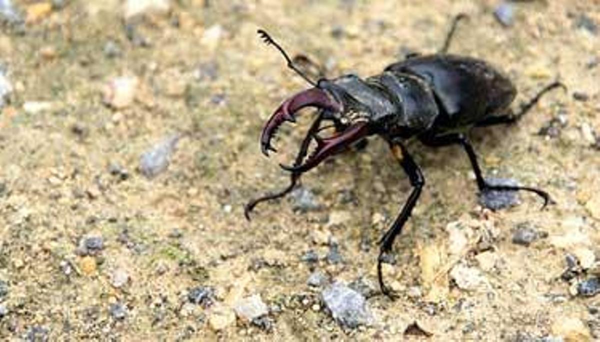 Voladores de San Juan
