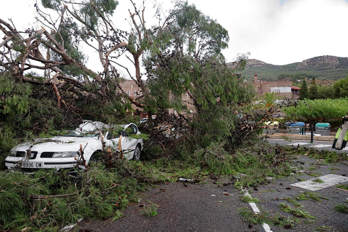 Las rachas de viento arrancan árboles de grandes dimensiones en el parking del Hospital Virgen de los Lirios de Alcoy Las rachas de viento arrancan árboles de grandes dimensiones en el parking del Hospital Virgen de los Lirios de Alcoy