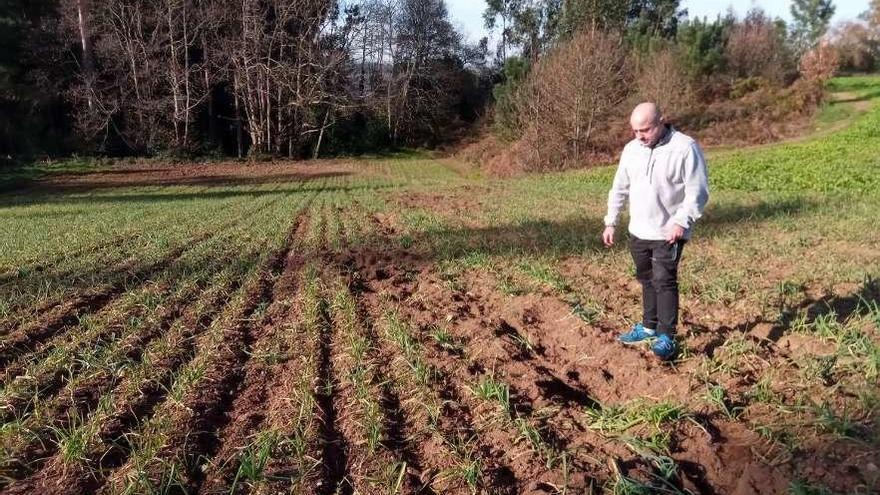 Un responsable de la explotación de huerta Agrodayca muestra los daños provocados por jabalíes en un cultivo.