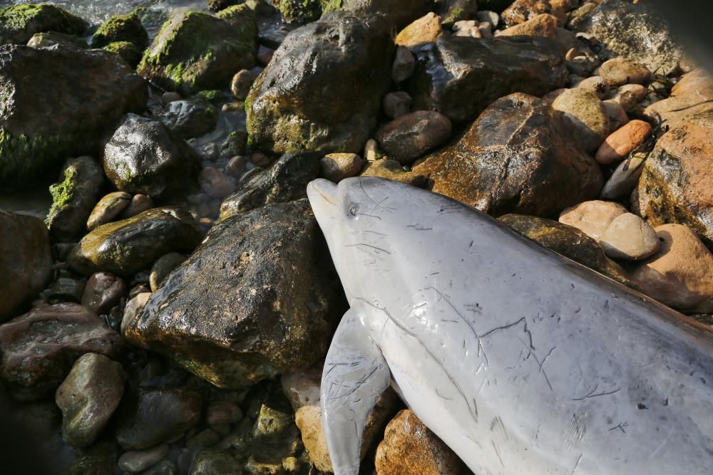 El Ayuntamiento retira el cadáver de un delfín mular varado en las calas de Torrevieja