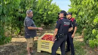 Los Mossos intensifican la vigilancia en las zonas rurales: un 46% más de arrestos