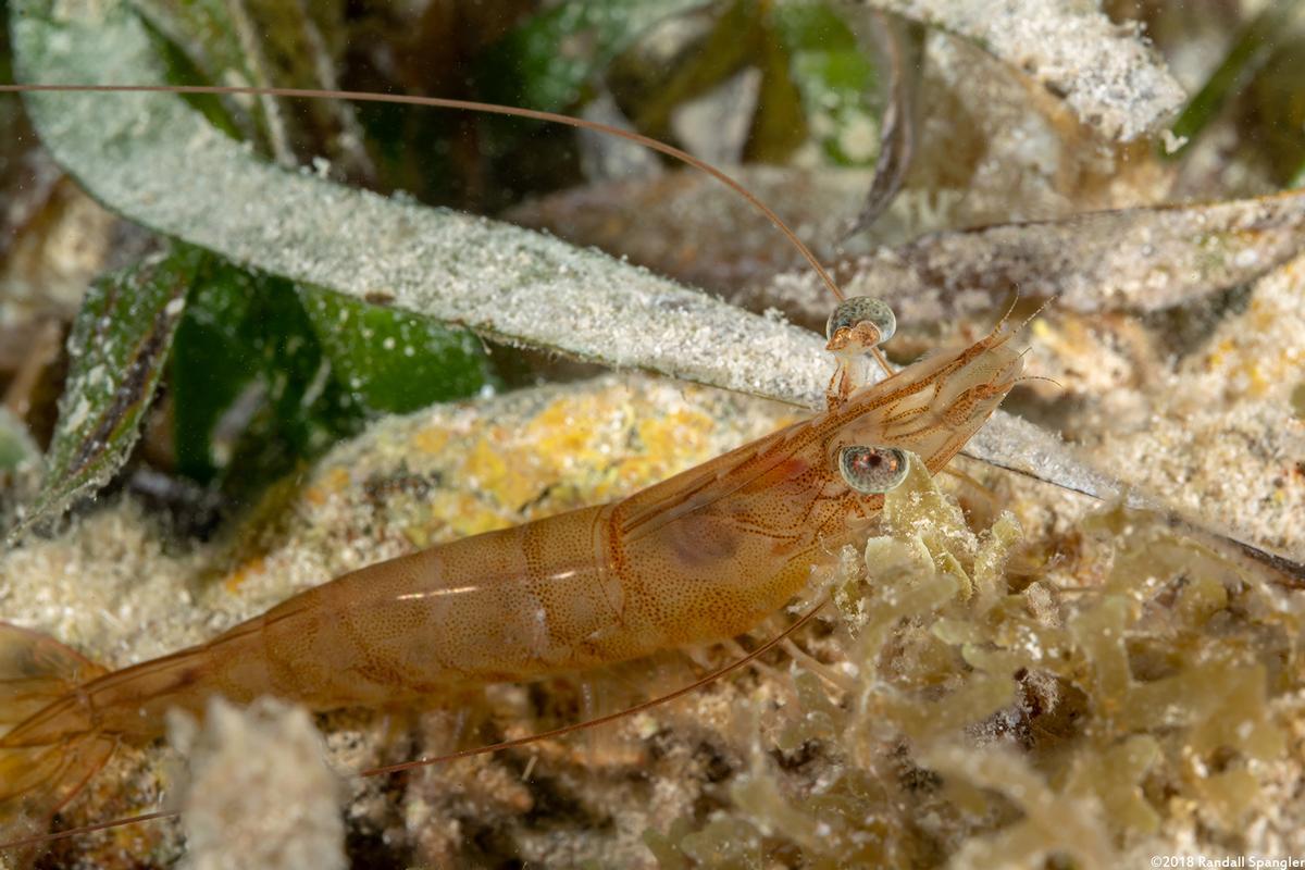 Ejemplar de langostino café