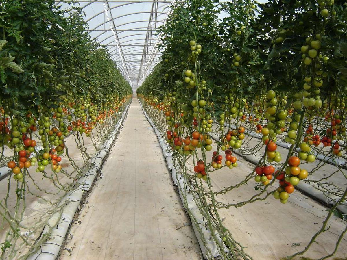 Invernadero de tomates, en el centro de experencias de Cajamar en Paiporta.
