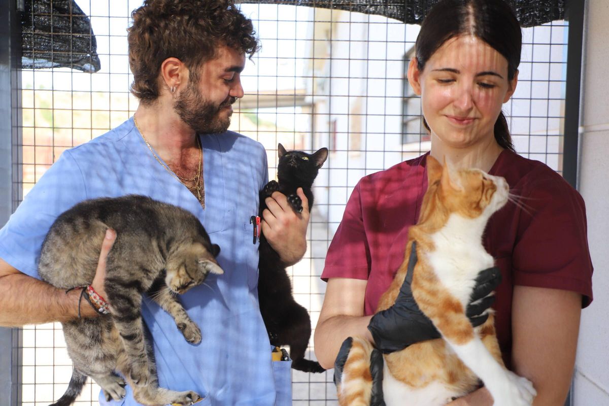 Las instalaciones de Salud y Bienestar Animal (SBA) de Sadeco acogen en estos momentos 350 animales, perros y gatos principalmente, y cuentan con una red de voluntarios que los visitan a diario.