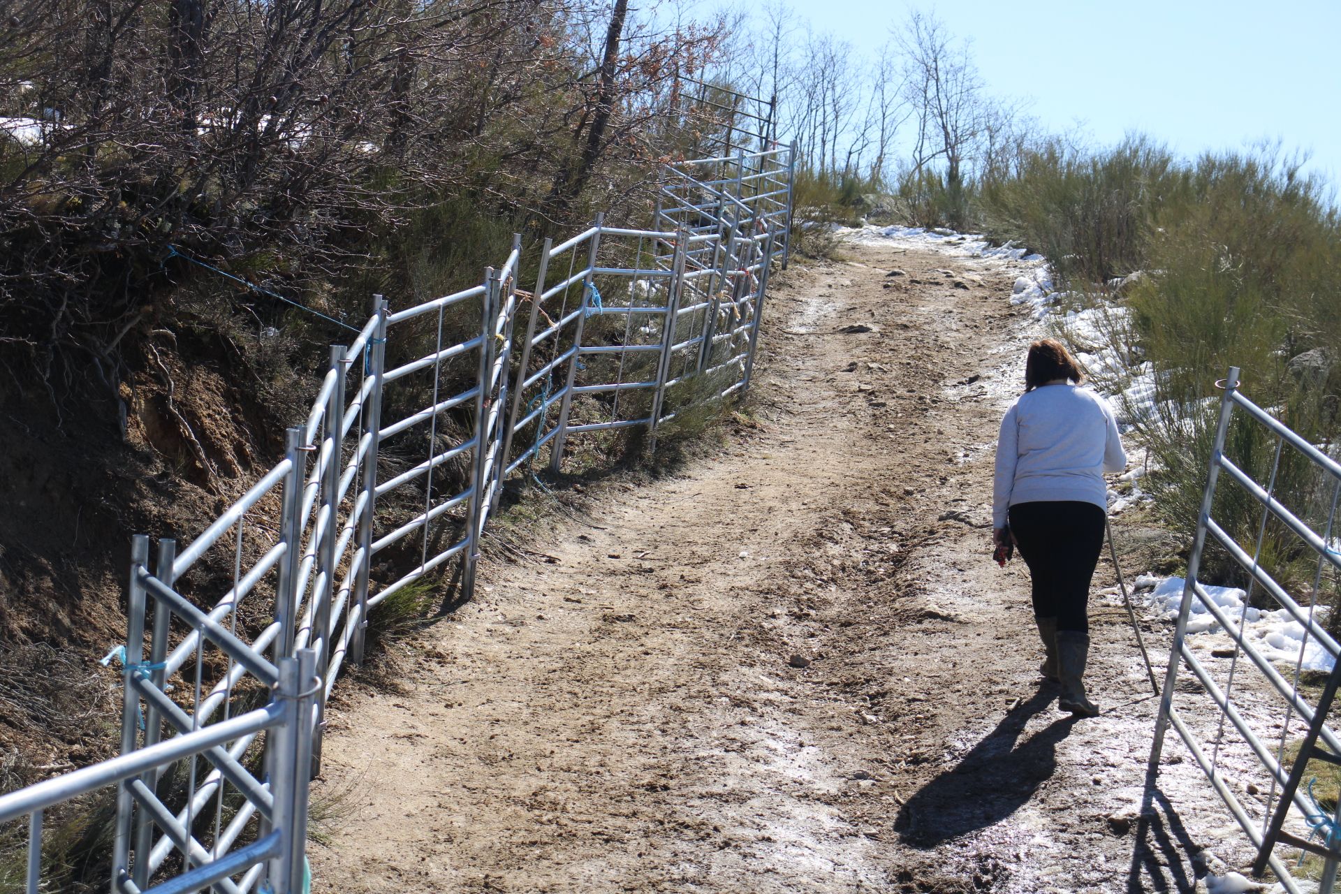 GALERÍA | El lobo cierra una ganadería en el Lago de Sanabria