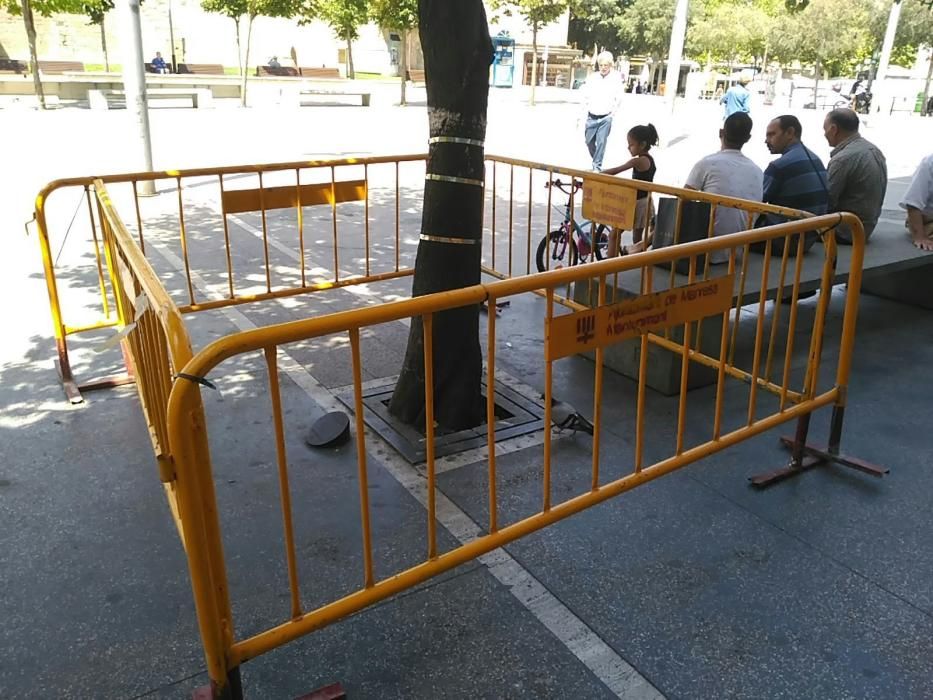 Les 'ferides' de l'arbre atropellat a Manresa