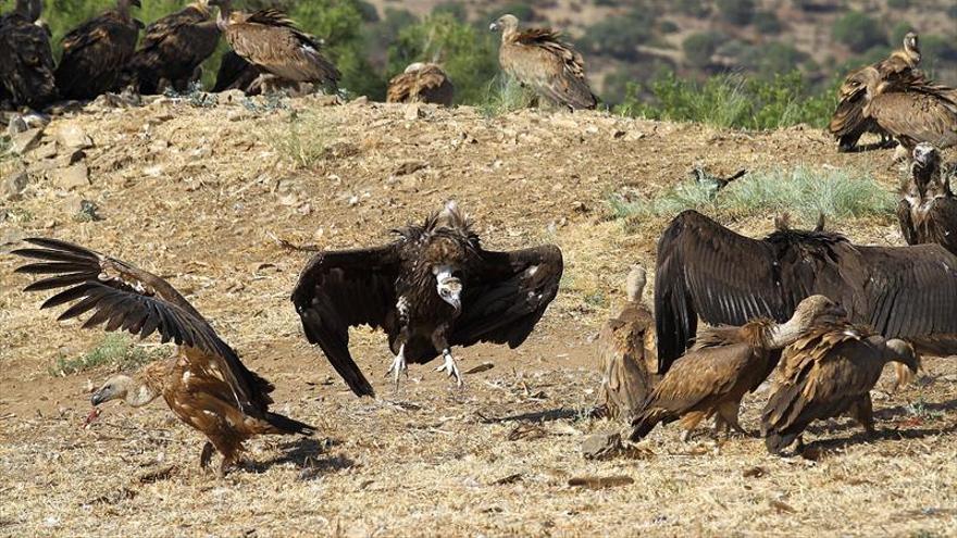 Extremadura presenta en Reino Unido su oferta de turismo ornitológico