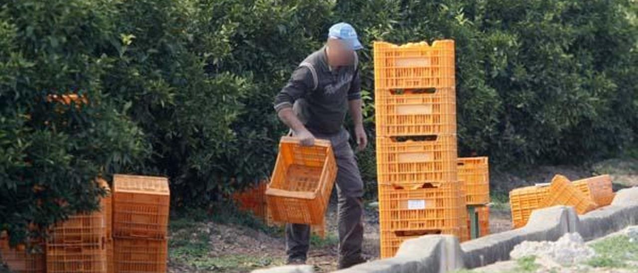 La amenaza de huelga complica la campaña citrícola