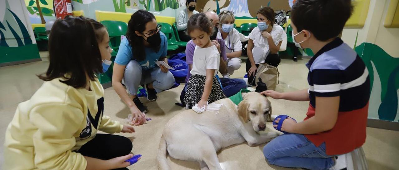 Terapia canina en el hospital Reina Sofía