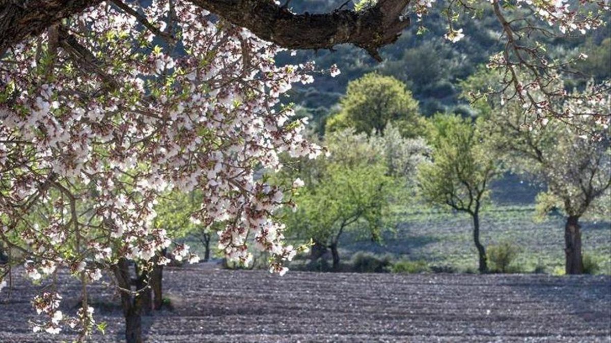 Cultivo de almendras.