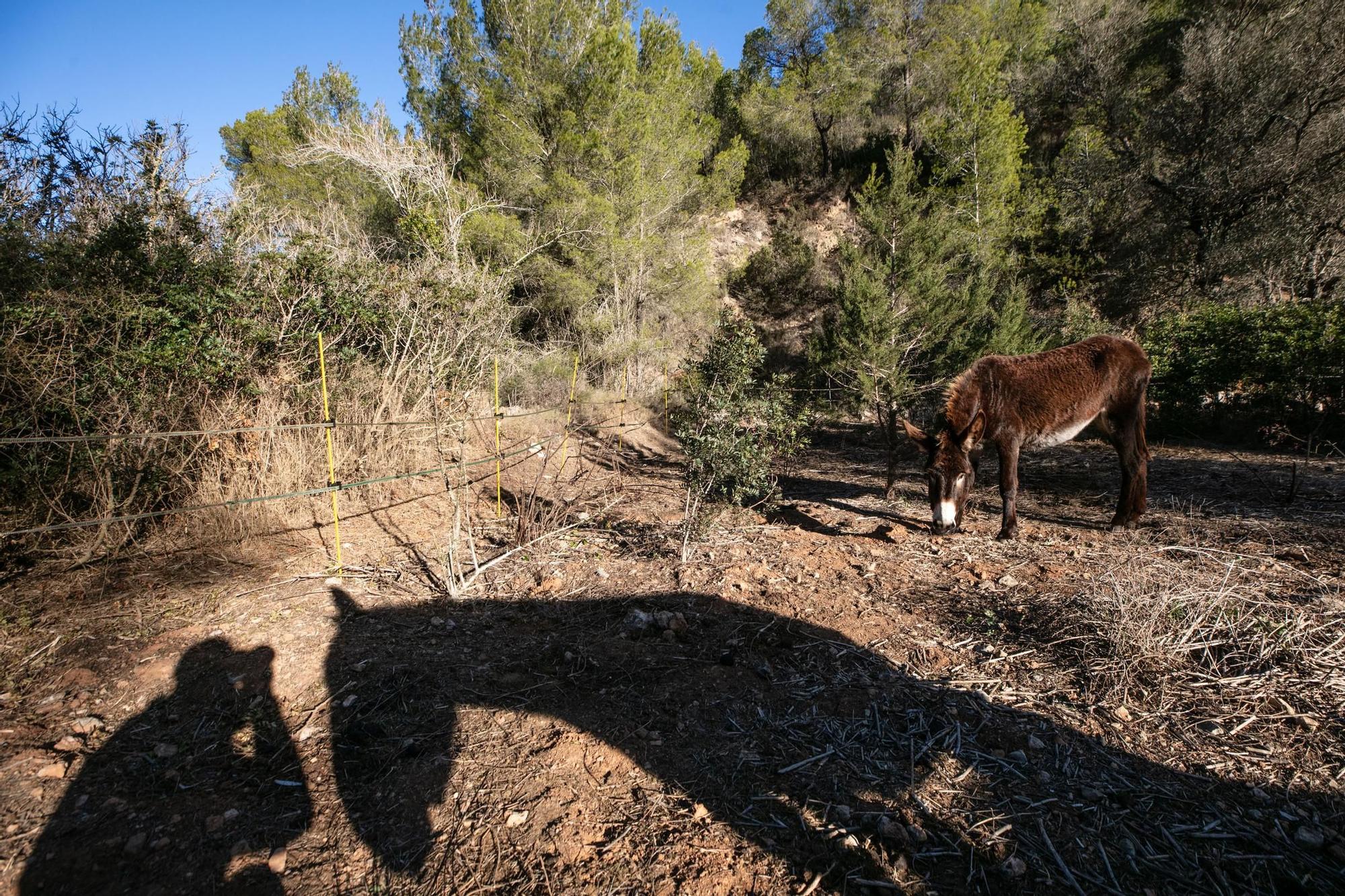 Burros que recuperan el paisaje, en imágenes