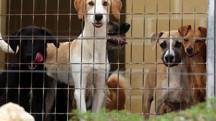 Un grupo de perros en la Sociedad Protectora de Animales de Málaga.