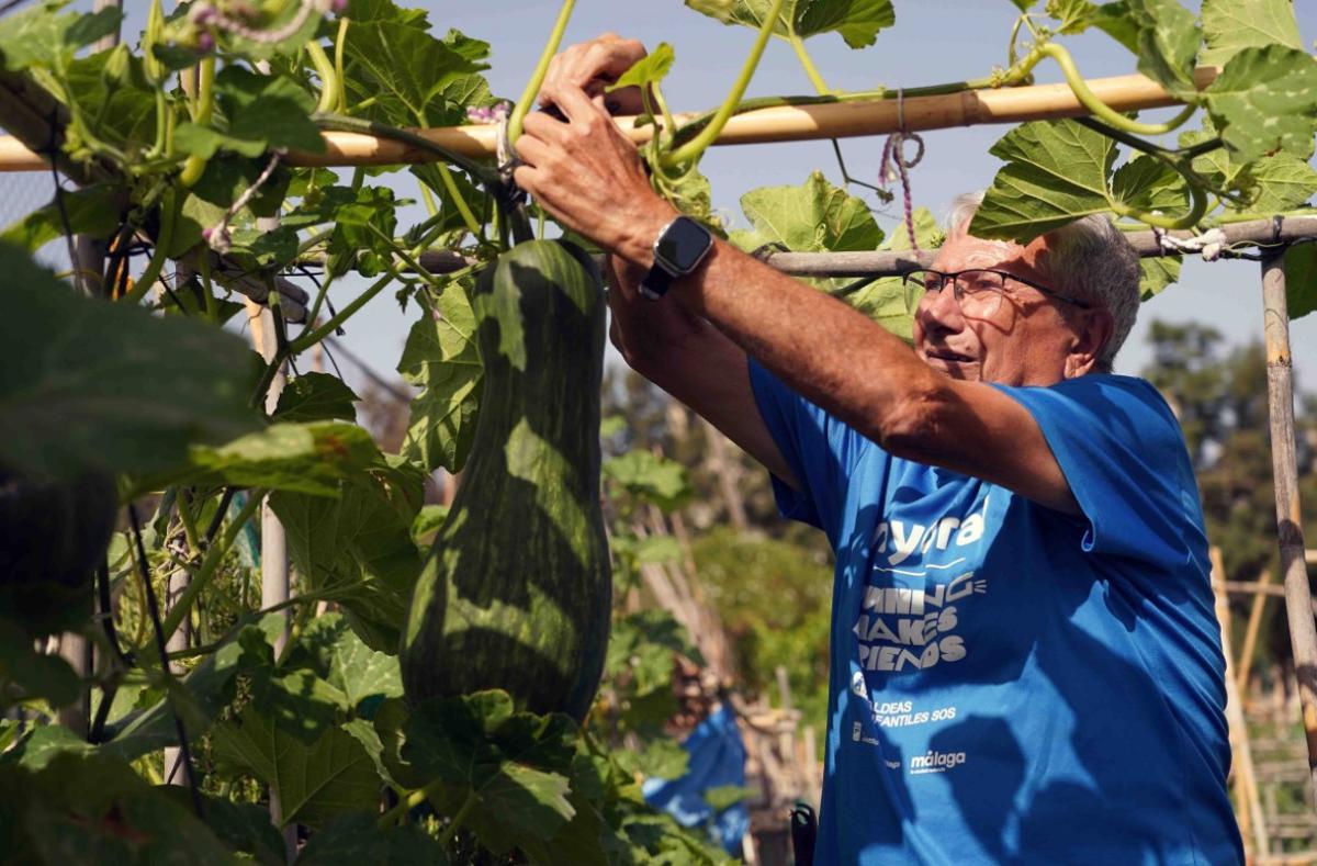 Manuel Jurado, en plena faena con un hermoso ejemplar de calabaza, en el huerto urbano Puerta de Málaga.