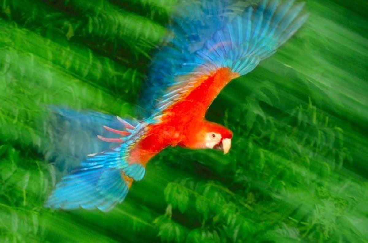 Guacamayo en la Reserva Nacional de Tambopata, en la Amazonía peruana.