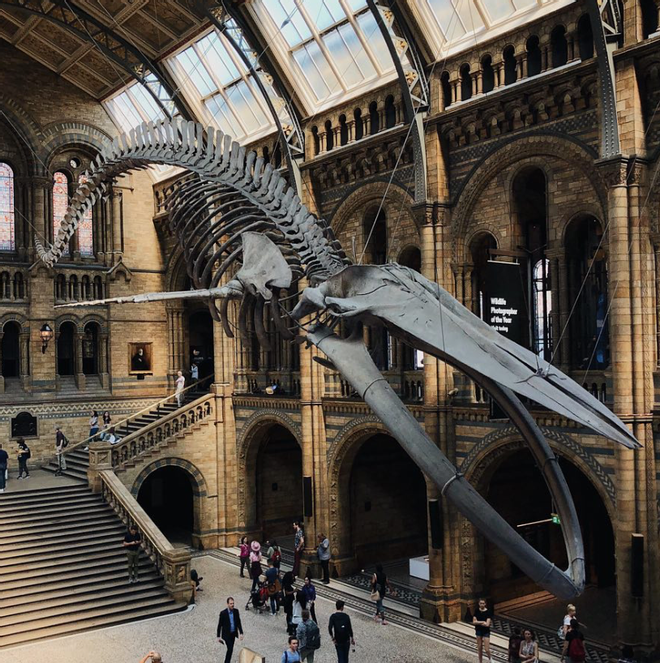 El Museo de Historia Natural, Londres, Reino Unido