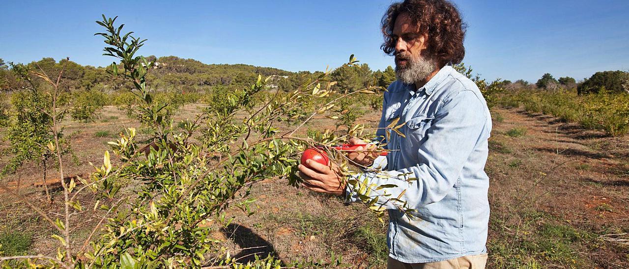 Alonso Colmenares recoge una granada de la variedad wonderful, la más aprovechada para extraer zumo. | V.MARÍ